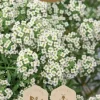 Dollarstore Blomfröer & Grönsaksfröer>Frö Alyssum Snow