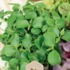 Dollarstore Blomfröer & Grönsaksfröer>Fröblandning Greens