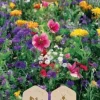 Dollarstore Blomfröer & Grönsaksfröer>Frö Blomfrö Blå