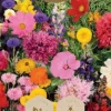 Dollarstore Blomfröer & Grönsaksfröer>Frö Blomfrö Rosa