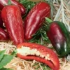 Dollarstore Blomfröer & Grönsaksfröer>Frö Chilipaprika Jalapeño