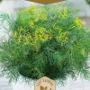 Dollarstore Blomfröer & Grönsaksfröer>Frö Dill