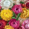 Dollarstore Blomfröer & Grönsaksfröer>Frö Eternell Tom Thumb