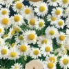 Dollarstore Blomfröer & Grönsaksfröer>Frö Kamomill