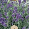 Dollarstore Blomfröer & Grönsaksfröer>Frö Lavendel