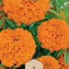 Dollarstore Blomfröer & Grönsaksfröer>Frö Marigold Hawaii