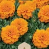 Dollarstore Blomfröer & Grönsaksfröer>Frö Marigold Valencia