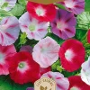 Dollarstore Blomfröer & Grönsaksfröer>Frö Morning Glory