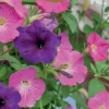 Dollarstore Blomfröer & Grönsaksfröer>Frö Petunia