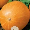 Dollarstore Blomfröer & Grönsaksfröer>Frö Pumpa Bambino