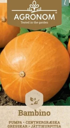 Dollarstore Blomfröer & Grönsaksfröer>Frö Pumpa Bambino