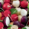 Dollarstore Blomfröer & Grönsaksfröer>Frö Rädisa Viola