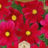 Dollarstore Blomfröer & Grönsaksfröer>Frö Rosenskära Carmine