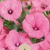 Dollarstore Blomfröer & Grönsaksfröer>Frö Ros Mallow Love