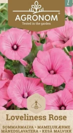 Dollarstore Blomfröer & Grönsaksfröer>Frö Ros Mallow Love