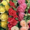 Dollarstore Blomfröer & Grönsaksfröer>Frö Ros Mallow Summer
