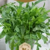 Dollarstore Blomfröer & Grönsaksfröer>Frö Ruccola