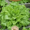 Dollarstore Blomfröer & Grönsaksfröer>Frö Sallad Australische