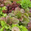 Dollarstore Blomfröer & Grönsaksfröer>Frö Sallad Baby Leaf