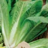 Dollarstore Blomfröer & Grönsaksfröer>Frö Sallad Galander