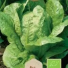 Dollarstore Blomfröer & Grönsaksfröer>Frö Sallad Paris Island