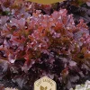 Dollarstore Blomfröer & Grönsaksfröer>Frö Sallad Red