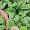 Dollarstore Blomfröer & Grönsaksfröer>Frö Spenat Geant D'Hiver