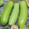 Dollarstore Blomfröer & Grönsaksfröer>Frö Zucchini Di Faenza