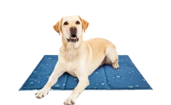 Dollarstore Hund>Kylmatta